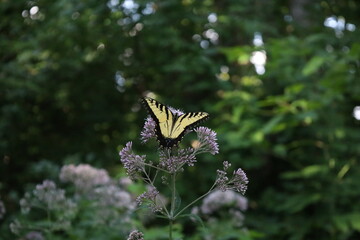 Yellow Swallowtail