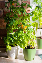 Fototapeta na wymiar Urban gardening concept: pots on a sunny balcony with tomato. Apartment plants. Sustainable lifestyle, eco-friendly habits, fresh food for summer vitamin salad. Leisure and hobby