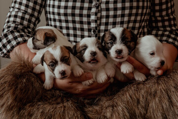 Newborn puppies with brown muzzles on human hands