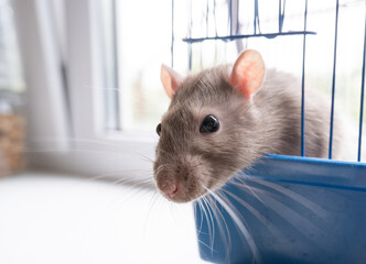 The domestic rat dumbo, white, has leaned out of the open cage and looks.