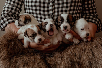 Newborn puppies with brown muzzles on human hands