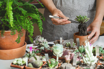 Repotting plant concept. Woman hands repotting succulent houseplant Echeveria. Plant roots in soil...