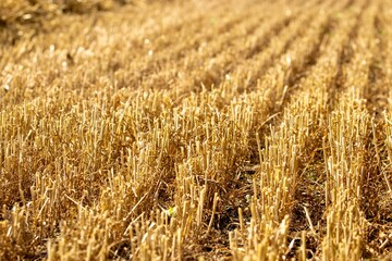 golden wheat stubble