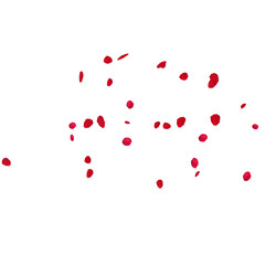 Floating red rose petal isolated on white. Background concept for love greetings on valentines day and mothers day. Space for text. rose for love Beautiful floral overlay with flying pink petals at tr