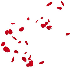 Floating red rose petal isolated on white. Background concept for love greetings on valentines day and mothers day. Space for text. rose for love Beautiful floral overlay with flying pink petals at tr