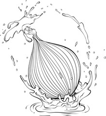 Whole onion with juice or water splash. Liquid drops. Vector illustration in hand drawn sketch doodle style. Line art ingredient for fresh salad isolated on white. Close up organic vegetable