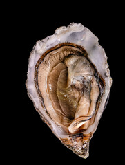 one half of an open fresh raw oyster.