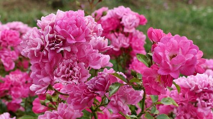 Lovely dense pink rose flowers of cultivar Swany established in year 1978 by french rose growing company Meilland, sunbathing in summer afternoon sunshine. 
