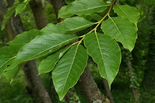 Summer leaves of Date-plum tree, also called Caucasian Persimmon or Lilac Persimmon, latin name Diospyros Lotus, sunlit by daylight sunshine, darker foliage in background. 