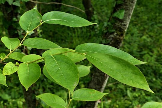 Fresh summer leaves of Date-plum tree, also called Caucasian Persimmon or Lilac Persimmon, latin name Diospyros Lotus, sunlit by daylight sunshine, darker foliage in background. 