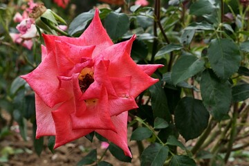 Fototapeta premium Blossoming pink to red rose hybrid Monica established by Tantau florist company in 1986, with typical spiky petals. Summer flowering season, late july. 