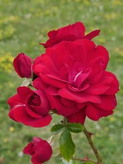 Bright red roses Haburger Phoenix, established by Kordes in 1954, developed into full blossom in...