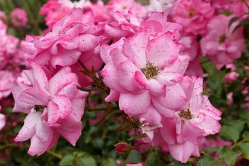 Pink fully developed flowers of rose hybrid Mirato, established by Tantau company in 1990, blossoming during summer season, late july. 