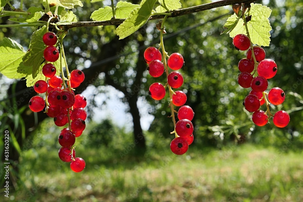 Wall mural three clusters of mature redcurrant berries hanging on a redcurrant shrub in garden, sunlit by summe