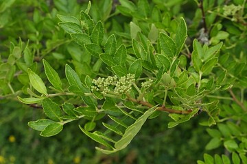 Branch with leaves and flower buds on Mastic-leaf prickly ash shrub, latin name Zanthoxyl Schinifolium, native to central and eastern China. Early July season. 