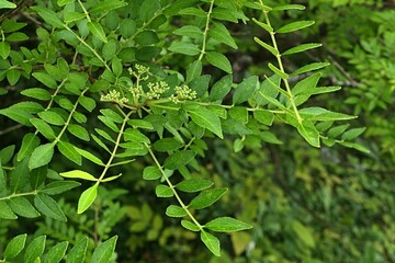 Leaves and flower buds on Mastic-leaf prickly ash shrub, latin name Zanthoxyl Schinifolium, native to central and eastern China. Early July season. 