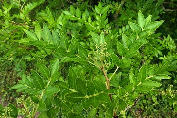 Summer leaves and flower buds on Mastic-leaf prickly ash shrub, latin name Zanthoxyl Schinifolium, native to central and eastern China. Early July season. 