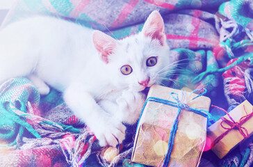 A white kitten with gifts on the background of a woolen blanket.