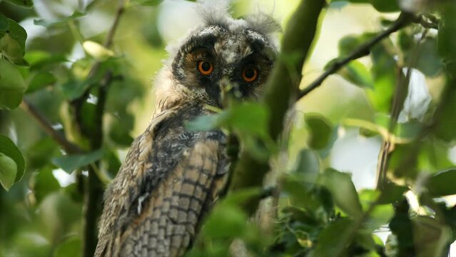Close up of bizarre young long eared owl (Asio otus) staring around and sitting on dense branch deep in crown. Wildlife funny portrait footage of bird group of siblings in natural habitat background.