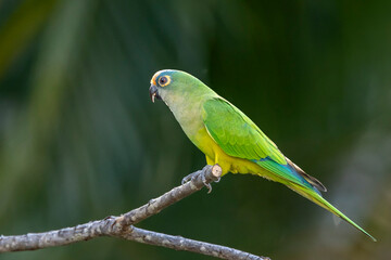 A Peach-fronted Parakeet also know as Periquito-rei perched on a branch in the middle of the woods. Species Eupsittula aurea. Animal world. Bird lover. Birdwatching. Birding.