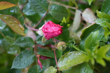 Pink flowers in the garden - Himalayan pink rose in the garden in front of a house in Kashmir. 
