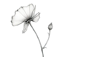 Embracing Simplicity: Minimalist Floral Sketches with Delicate Lines and Subtle Shades, generative AI
