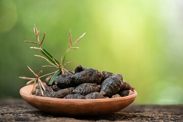 Died cyperus rotundus roots and flowers on natural background.