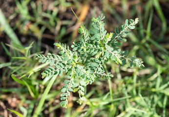 Egg woman or phyllanthus niruri branch green leaves on natural background.top view.