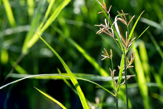 Fresh cyperus rotundus flowers on natural background.