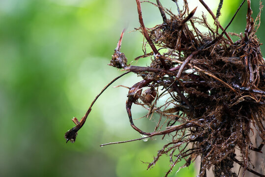 Fresh cyperus rotundus roots on natural background. - Powered by Adobe