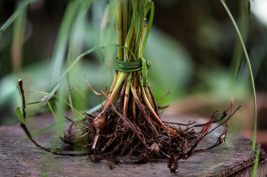 Fresh cyperus rotundus roots on natural background.