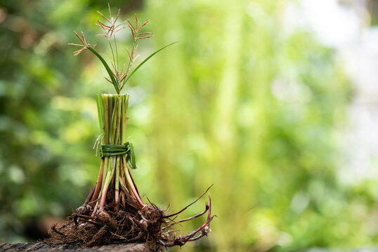 Fresh cyperus rotundus roots and flowers on natural background.