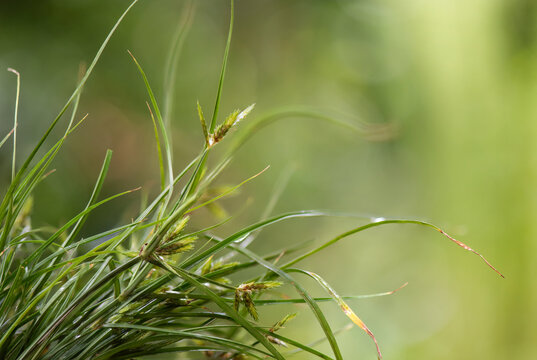 Fresh cyperus rotundus rain-soaked tree on natural background. - Powered by Adobe