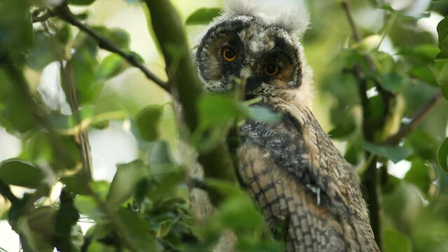 Close up of young long eared owl (Asio otus) gazing and sitting on dense branch deep in crown. Wildlife tranquil portrait footage of bird in natural habitat background.