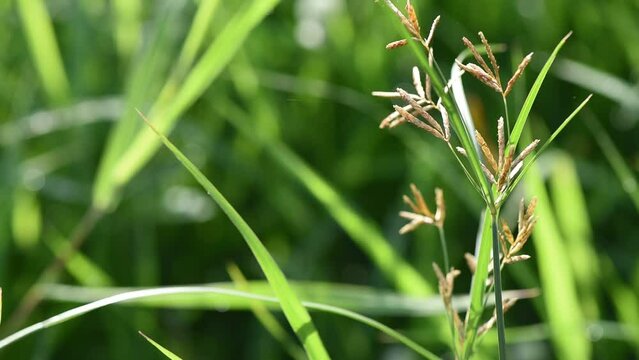 Cyperus rotundus trees on natural background.