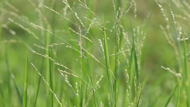 Torpedo grass or Panicum repens trees on natural background.