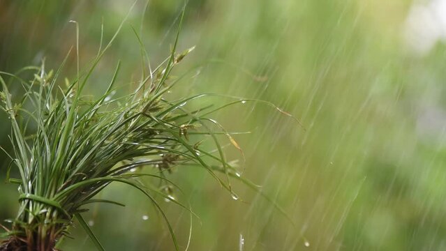 Fresh cyperus rotundus rain-soaked tree on natural background.