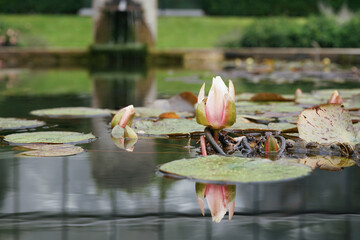 Water lily in Augsburg Botanical Gardeb