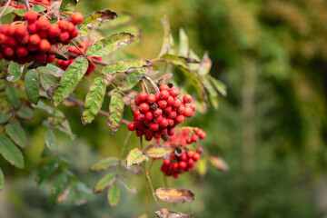 red rowan berries on a branch