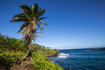 Fototapeta na wymiar Palm tree and ocean at Maui Hawaii