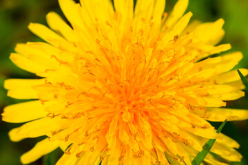 Macro closeup image of a plant