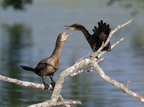 Neotropic cormorant (Nannopterum brasilianum) courtship, Houston area, Texas, USA.