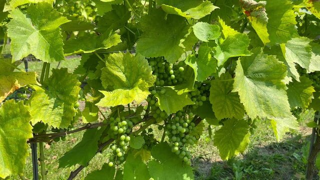 Unripe bunch of grapes. Green young sprout of grapes ripens on a sunny summer day on a plantation. Fruit ripening on a branch of grapes. Fresh bunches of baby grapes
