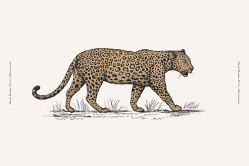 Leopard in engraving style. Big wild cat hand drawn on a light background. Predatory wild animal of the savannah in vintage style. Vector retro illustration. - 631631429