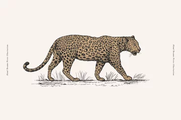 Foto op Plexiglas Leopard in engraving style. Big wild cat hand drawn on a light background. Predatory wild animal of the savannah in vintage style. Vector retro illustration. © KOSIM