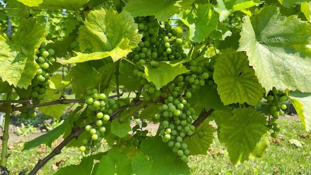 Large bunches of unripe grapes growing on a vine on a farm. Close up of white grapes on the vine in bright sunlight. Green grape bunch. Green bunches of grapes ripen on a branch