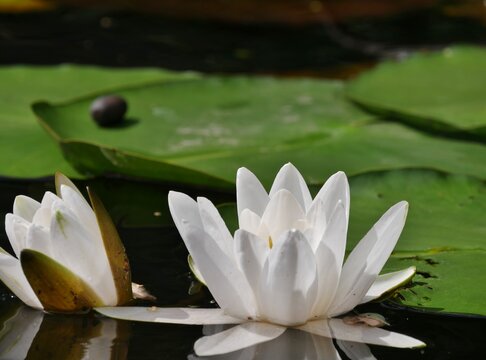 Wei&szlig;e Seerose bl&uuml;ht auf der Alster