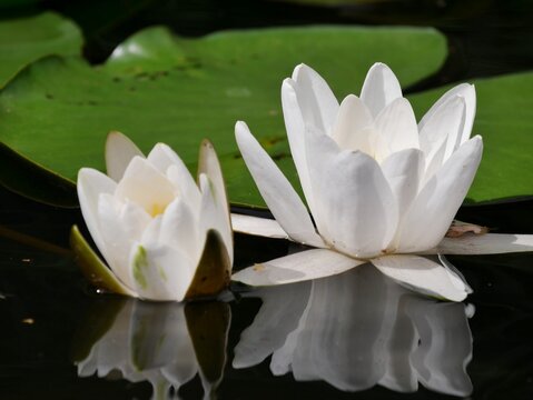 Wei&szlig;e Seerose bl&uuml;ht auf der Alster