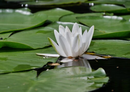Wei&szlig;e Seerose bl&uuml;ht auf der Alster