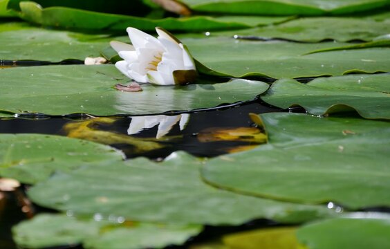 Wei&szlig;e Seerose bl&uuml;ht auf der Alster
